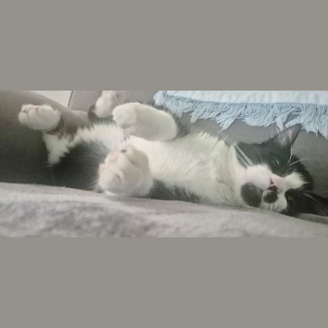 Photo of Jack Sparrow