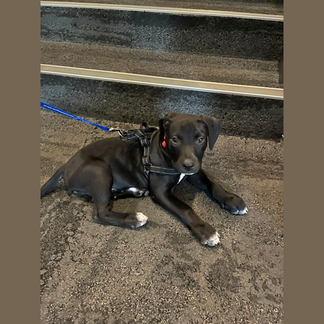 Photo of Loki   8 Week Old Staffy X (On Trial)