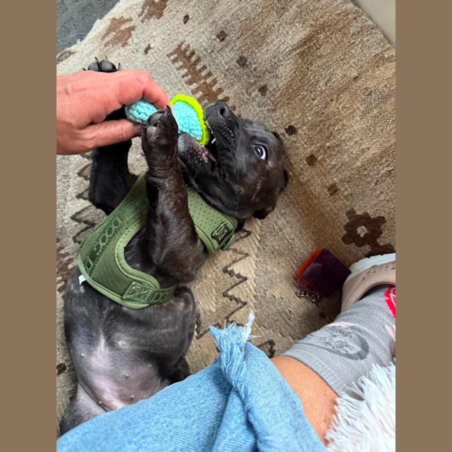 Photo of Limpet
