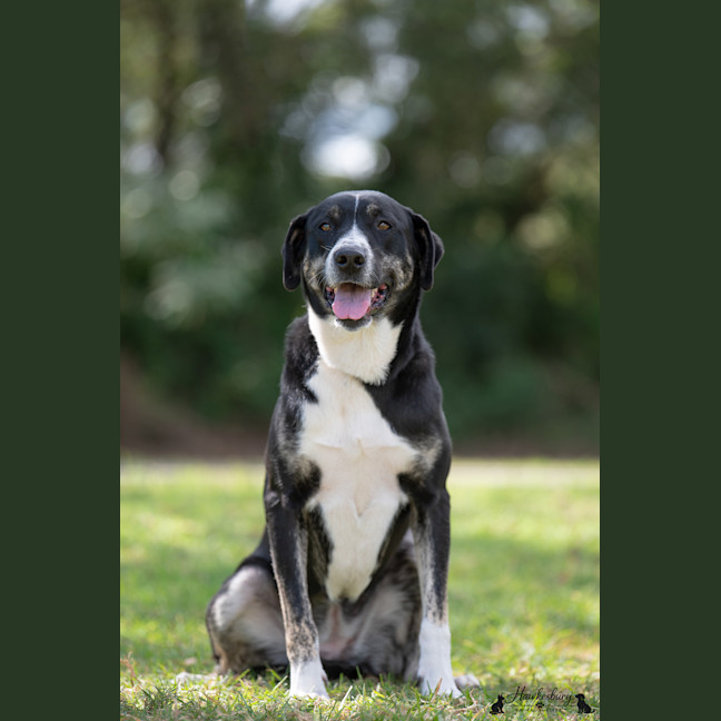 Photo of Daisy