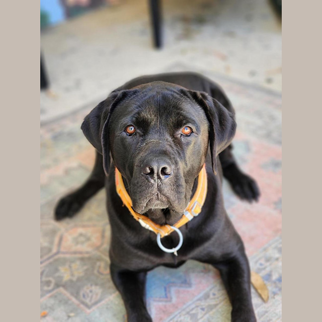 Photo of 🐞 Stevie 6855 🐞