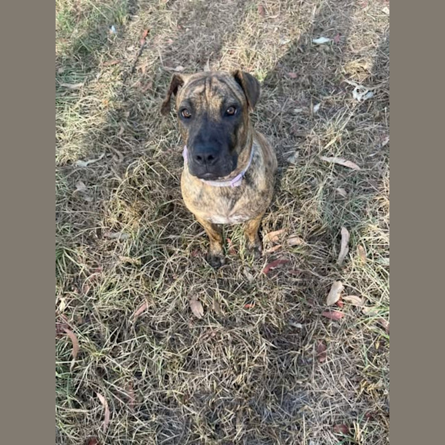 Photo of Spring Roll