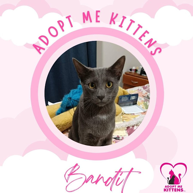 Photo of Bandit
