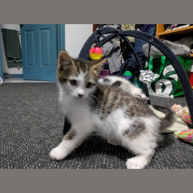 Photo of Lightning Snail