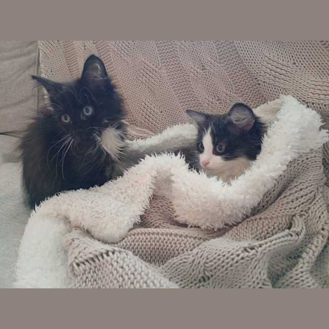 Photo of Biscuit, Oreo And Cookie