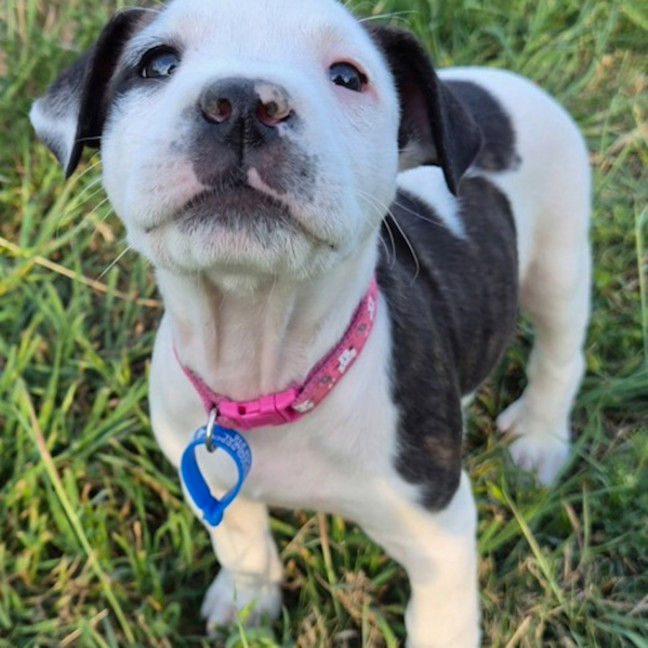 Photo of Misty