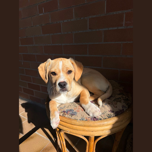 Photo of Colbie   4 Month Old Pug X Cavalier