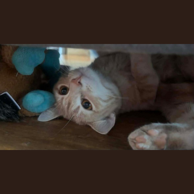Photo of Chili 🌶️