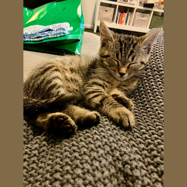 Photo of Elliot Meet Me@Petstock Clyde Store