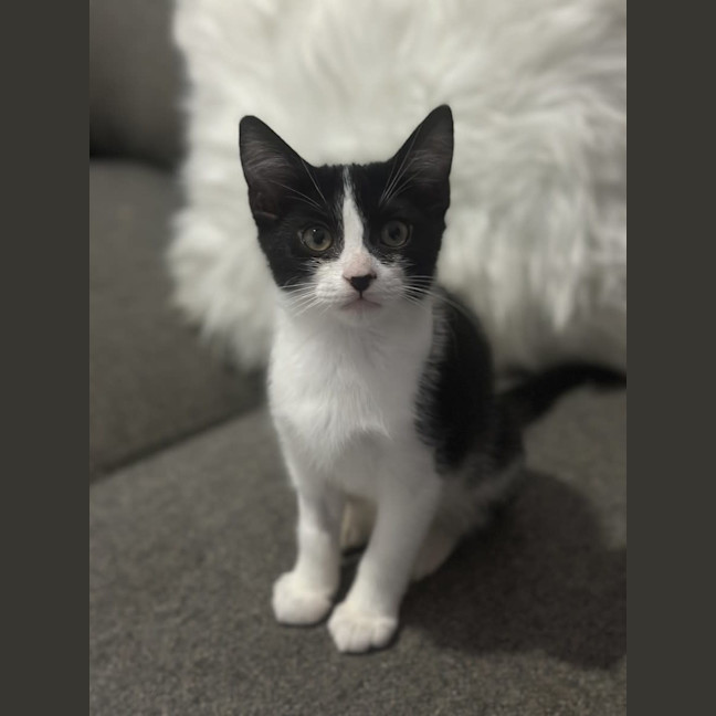Photo of Hunter