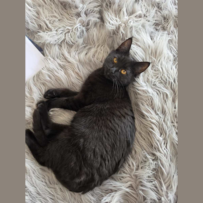 Photo of Sadie