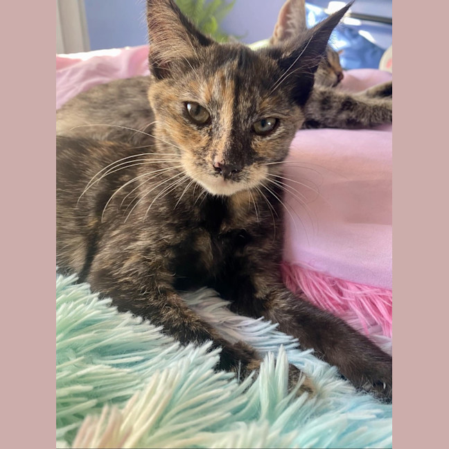 Photo of Silver (K64)