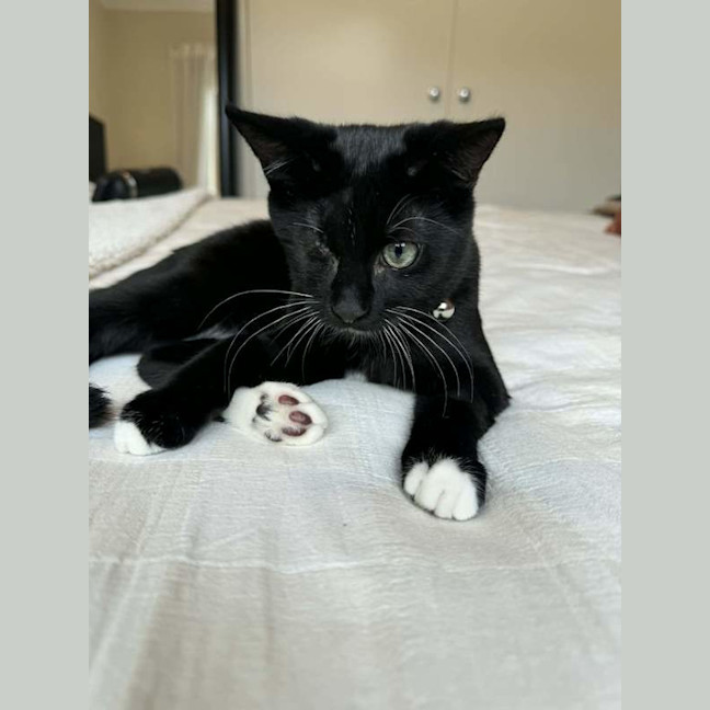 Photo of Oreo