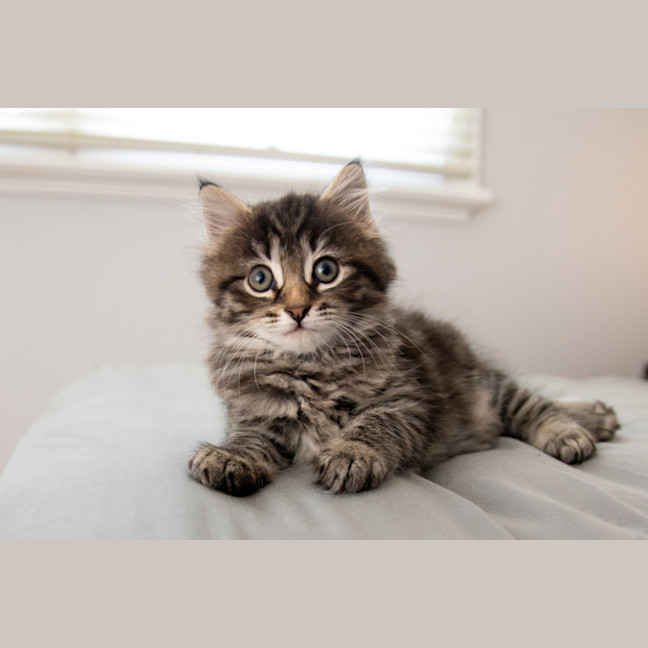 Photo of Bramble