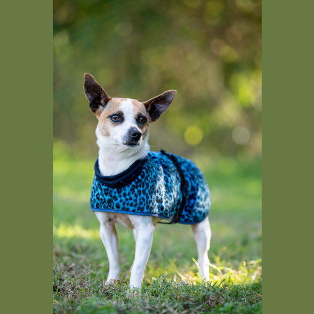 Photo of Stella
