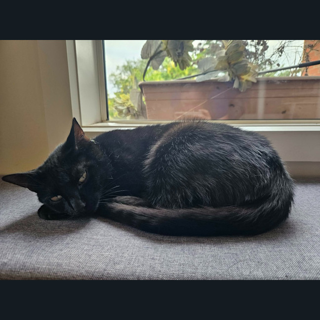 Photo of Perdie