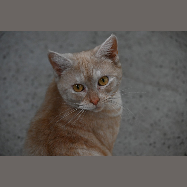 Photo of Amber