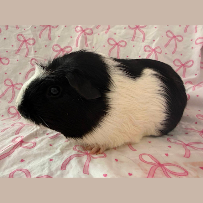Photo of Fudge