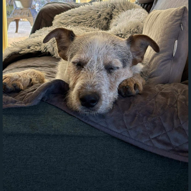 Photo of Jelly Slice