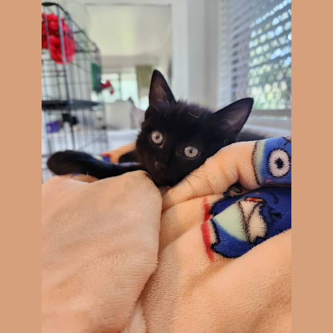 Photo of Luna