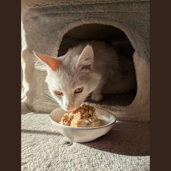 Photo of Marshmellow 