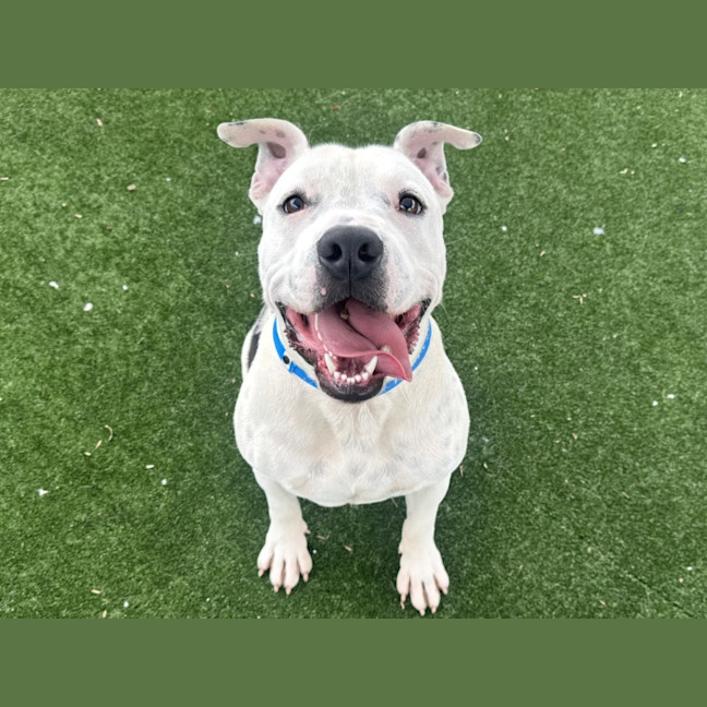 Photo of Frankenstein Imp 2842