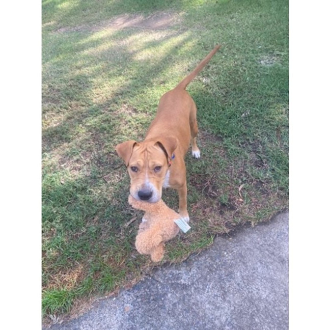 Photo of Sage *$350 Adoption Fee*