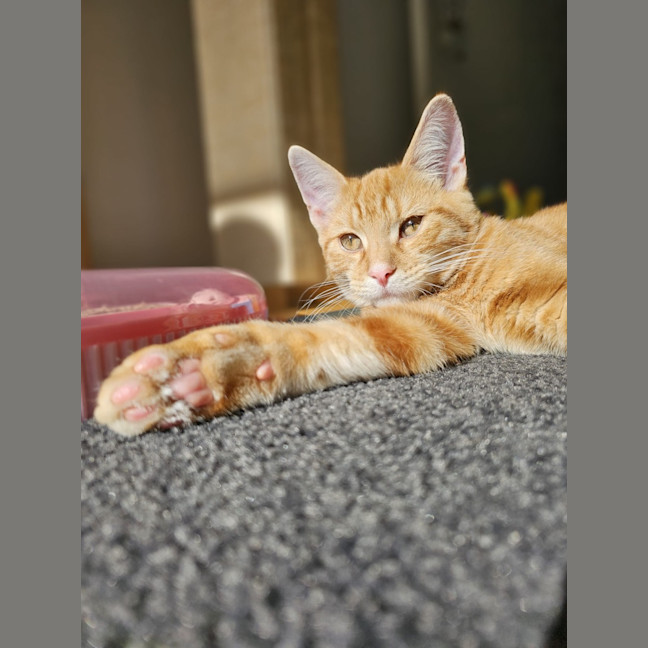 Photo of Splat