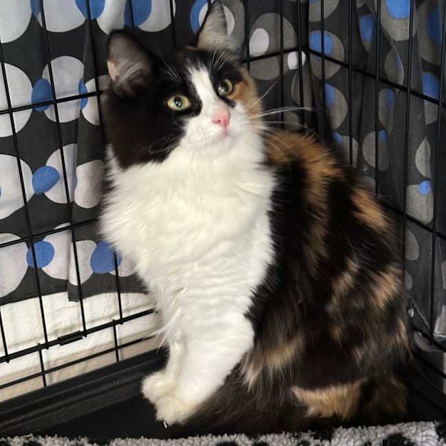 Photo of Roxy