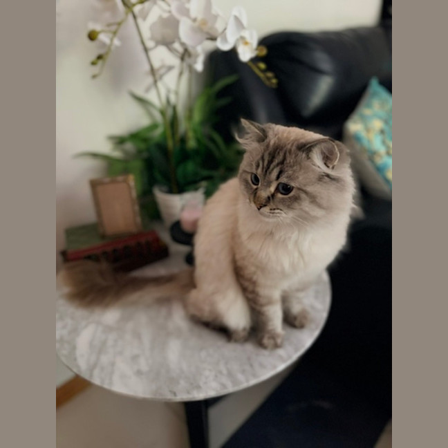 Photo of Merlin  In Foster Care In Lower Plenty
