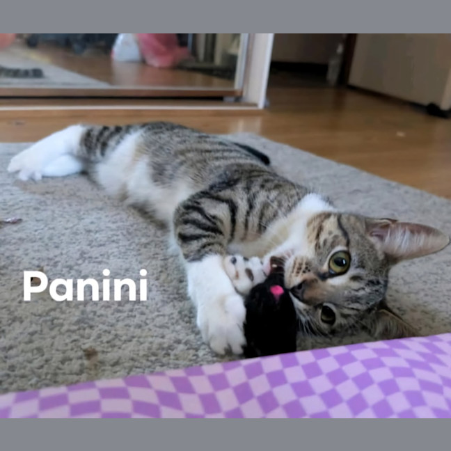 Photo of Panini