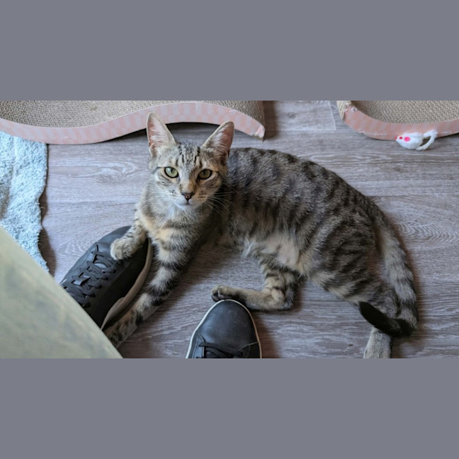Photo of Flounder