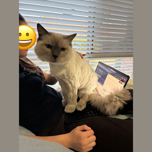 Photo of Chilli