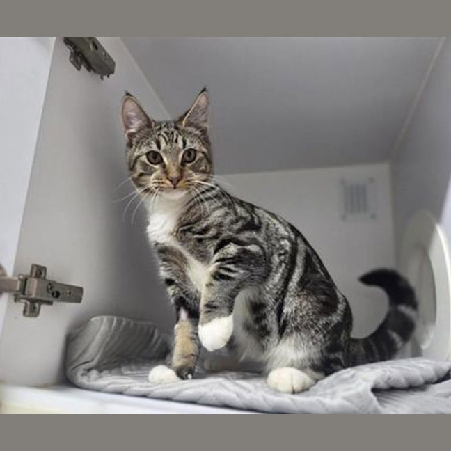 Photo of Tigger