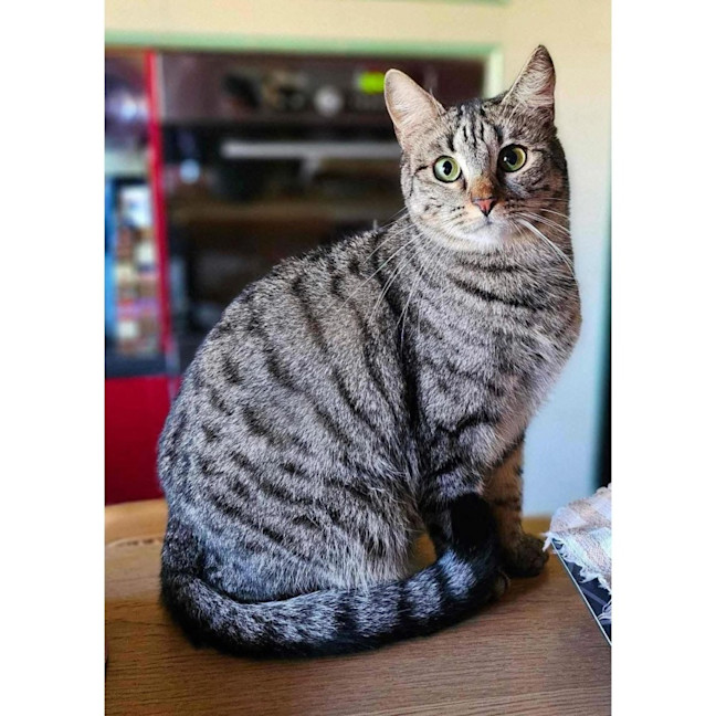 Photo of 10956   Jalepeno