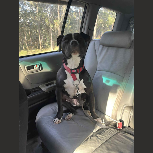 Photo of Keira   3 Year Old Staffy