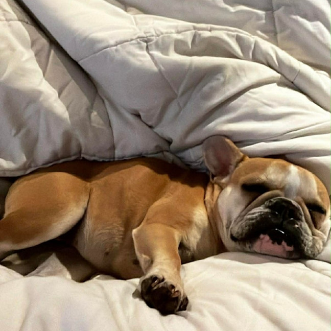 Photo of Lulu 🌸 Assisted Rehome