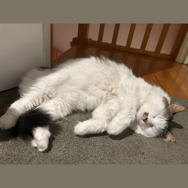 Photo of Archie