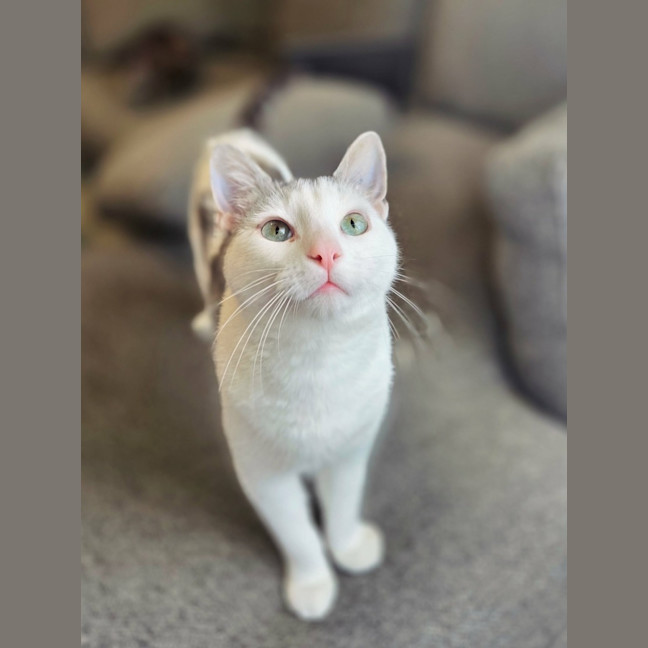 Photo of Neon   In Foster Care In Preston