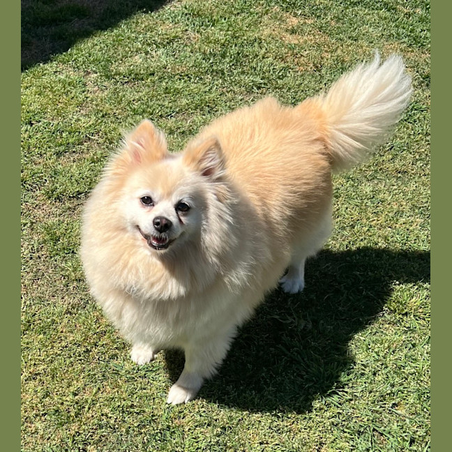 Photo of Daisy   12 Year Old Pomeranian 