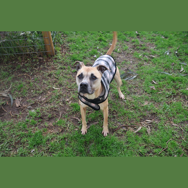Photo of Kita Bean