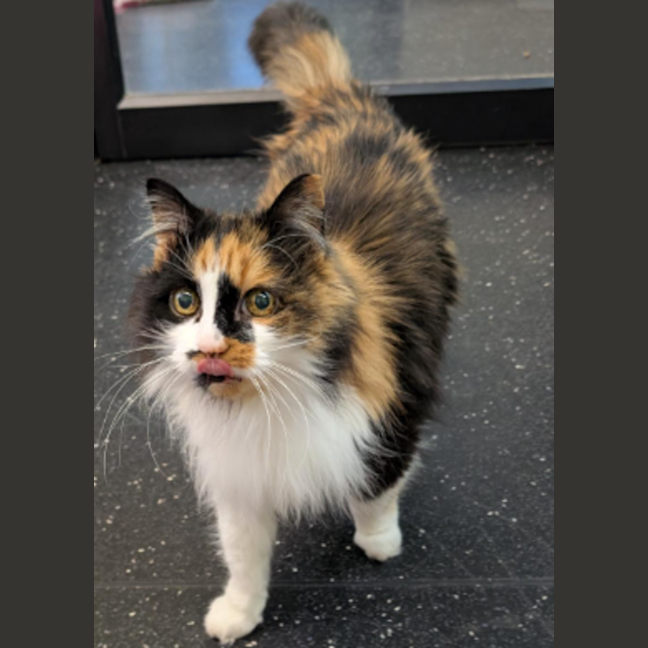 Photo of Double Cheese Burger