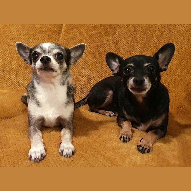 Photo of Rocky And Hugo