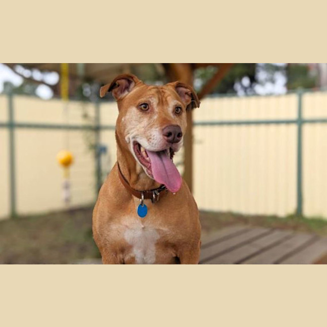 Photo of Nala