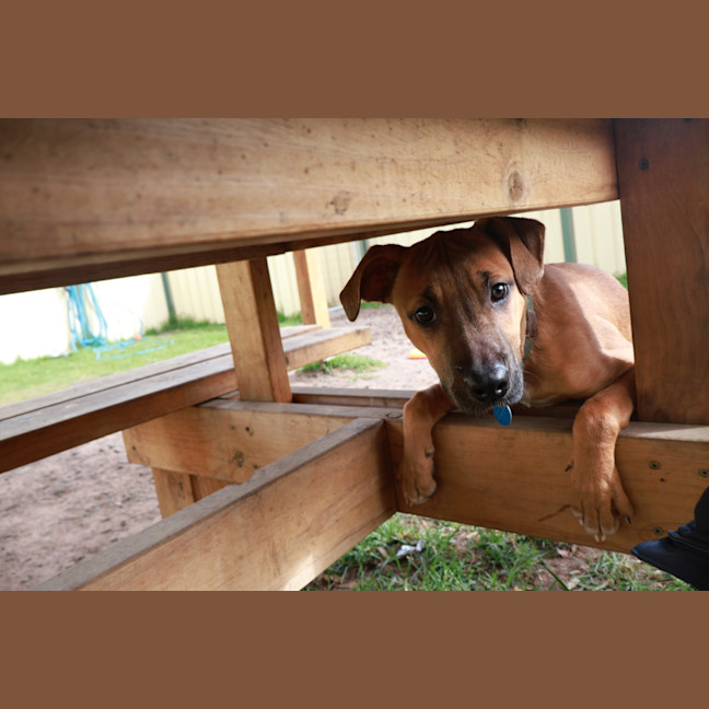 Photo of Honey