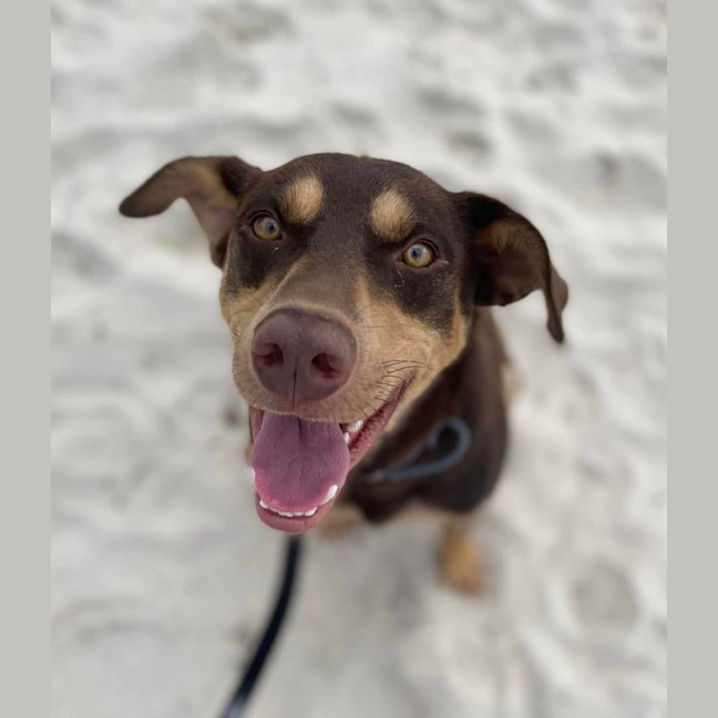 Photo of Dexter