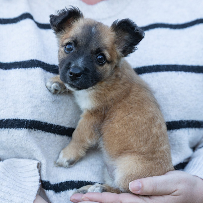 Photo of Mabel