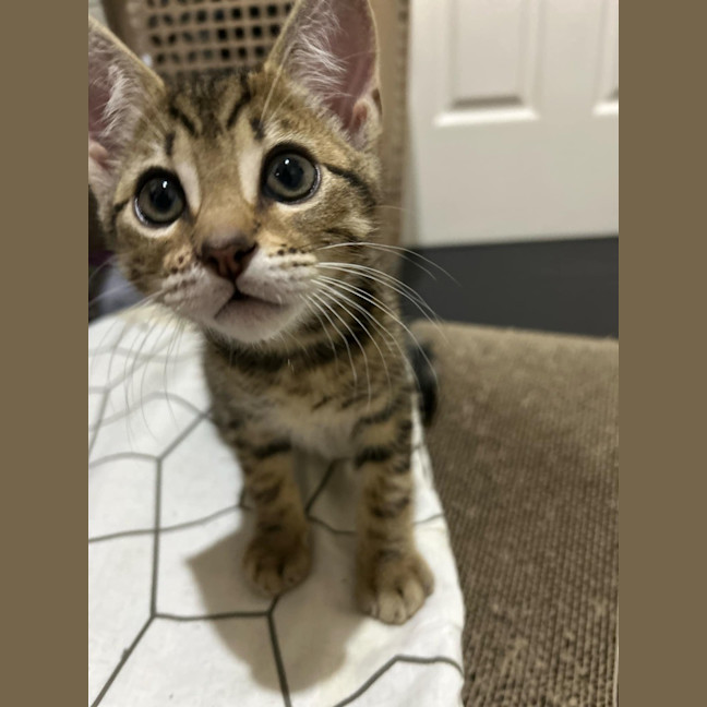 Photo of Teddy