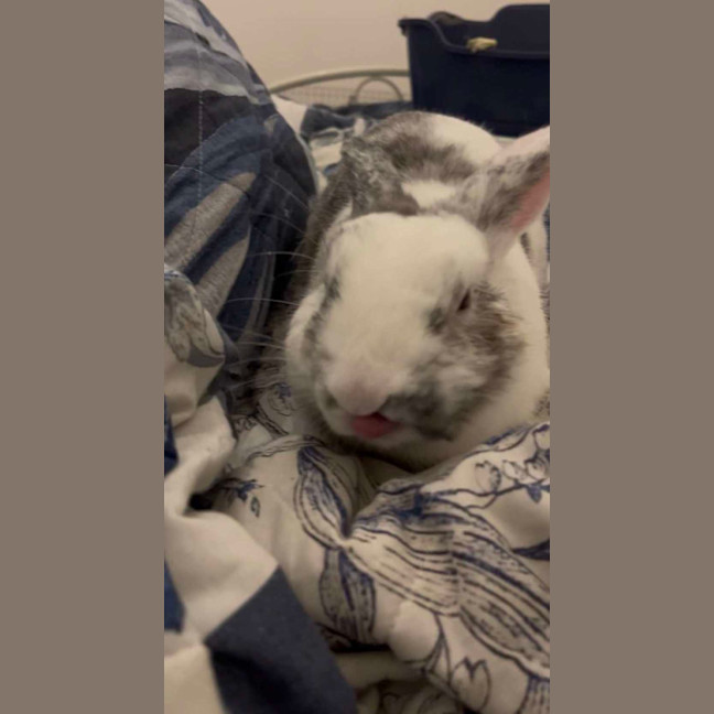 Photo of Iggy