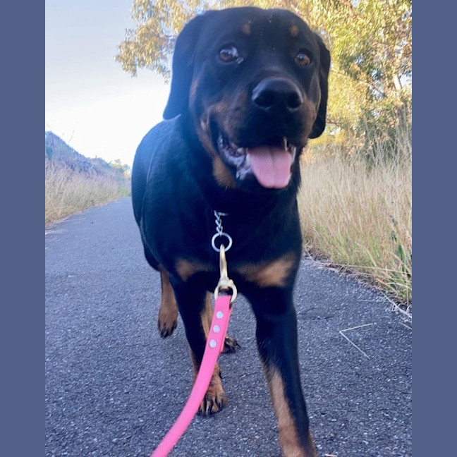 Photo of Willow